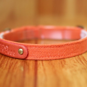 May include: A close-up of a bright orange canvas dog collar with a leather patch and a brass buckle.