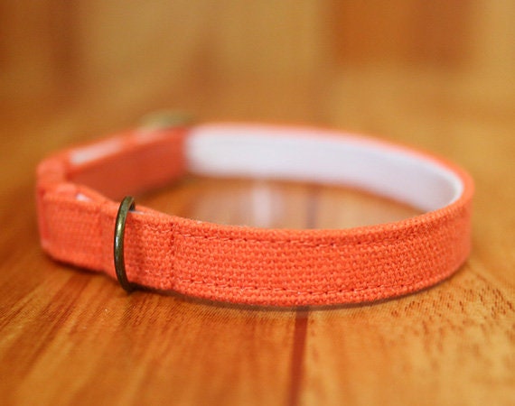 orange kitten collar