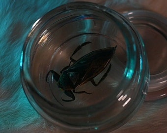 Giant Asian water beetle in resin