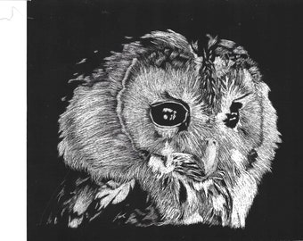 Hibou / cartes postales / carte postale de hibou / oiseau de nuit