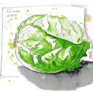 Ijsbergsla ansichtkaart/ plantaardige ansichtkaart / exclusieve ansichtkaart / kunst ansichtkaart / aquarel ansichtkaart