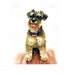 see more listings in the Dog Full Body section