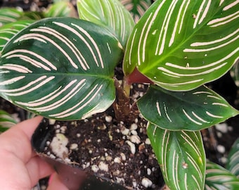 Calathea ornata