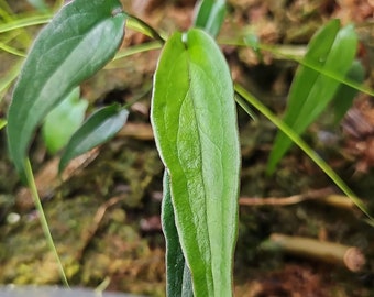 Syngonium 'Lance Leaf'