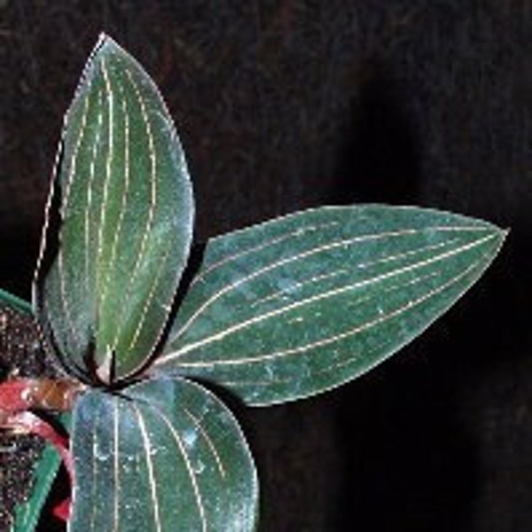 Jewel Orchid - Ludisia discolor