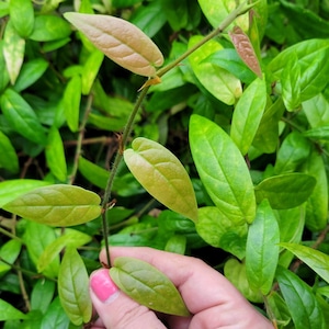 May include: A close-up of a green vine with new growth. The vine has small, pointed leaves that are a light green color. The leaves are arranged in a spiral pattern around the vine. The vine is growing in a pot.