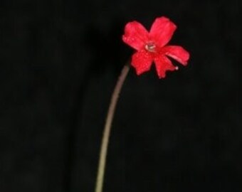Pinguicula laueana (Crimson Red Flower)