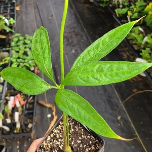 Anthurium Eminens (fresh, Unrooted Single Node Cutting) - Etsy