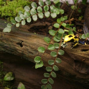 May include: A yellow and black poison dart frog perched on a branch with green fern leaves.