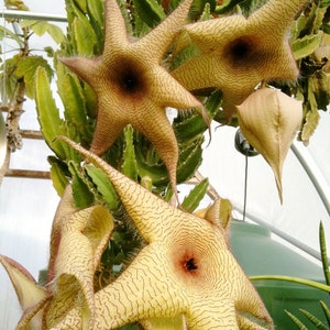 Stapelia gigantea - Starfish Plant