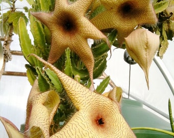 Stapelia gigantea - Starfish Plant