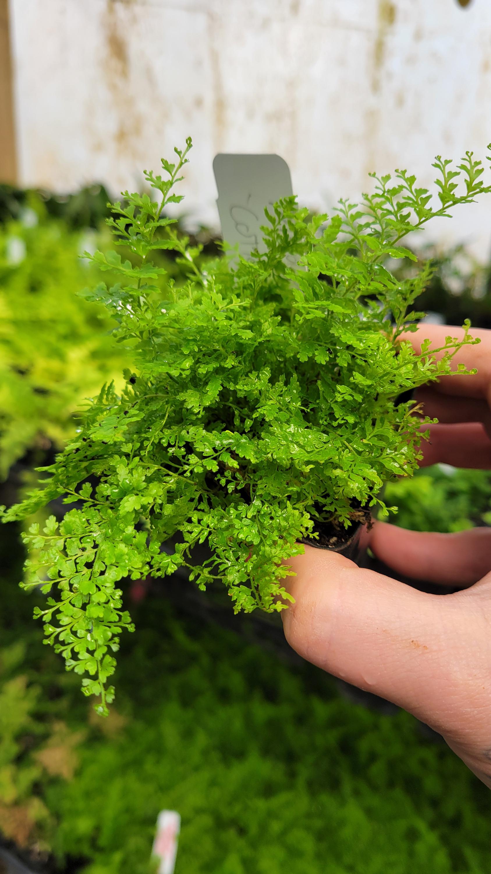 Fern - Nephrolepis Exaltata 'suzi Wong'aka 'smithii' Aka 'cotton