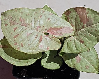 Syngonium podophyllum 'Milk Confetti'