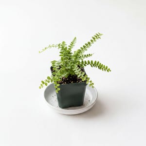 Fern - Nephrolepis cordifolia 'duffii' (Lemon Button Fern)