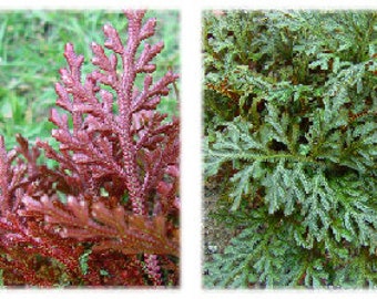 Selaginella erythropus