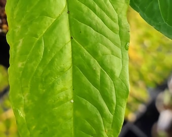 Syngonium steyermarkii