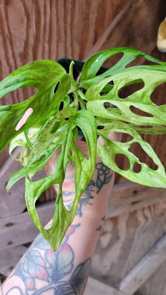osmocote smart-release plant food plus outdoor & indoor 8 lb Osmocote