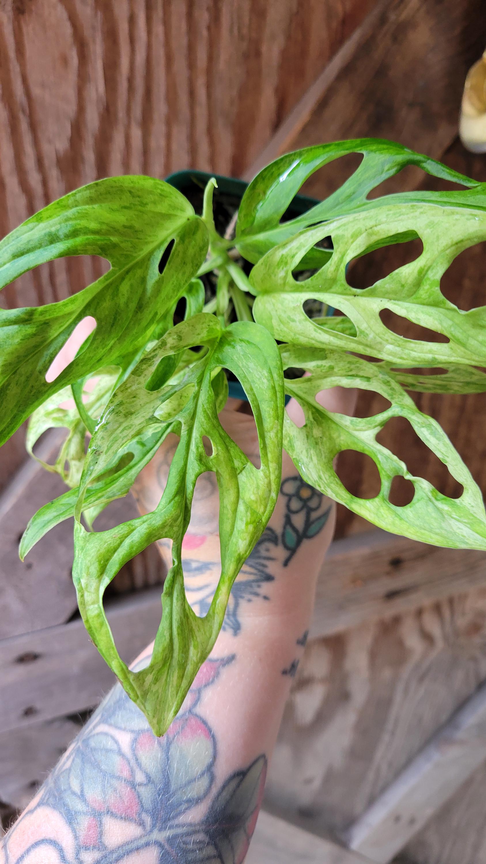 philodendron dunkelgrün Philodendron verrucosum Babypflanze