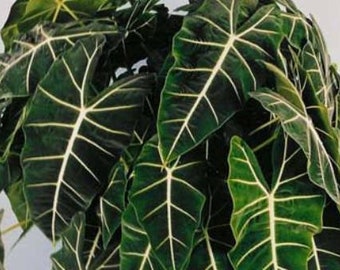 Alocasia micholitziana 'Frydek' (Green Velvet Alocasia)