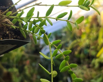 Hoya engleriana