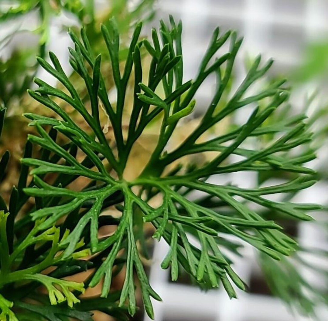 Elaphoglossum peltatum シダレア植物パルダリウムアンデス産 Elaphoglossum Peltatum - Etsy