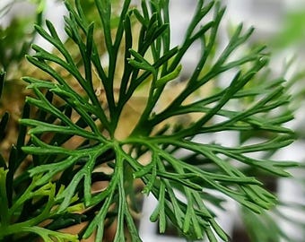 Elaphoglossum peltatum