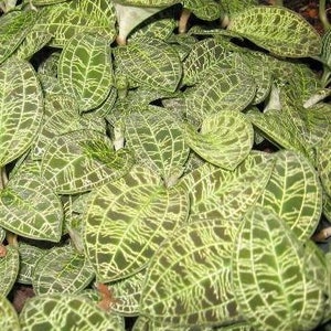 Macodes petola (Jewel Orchid)