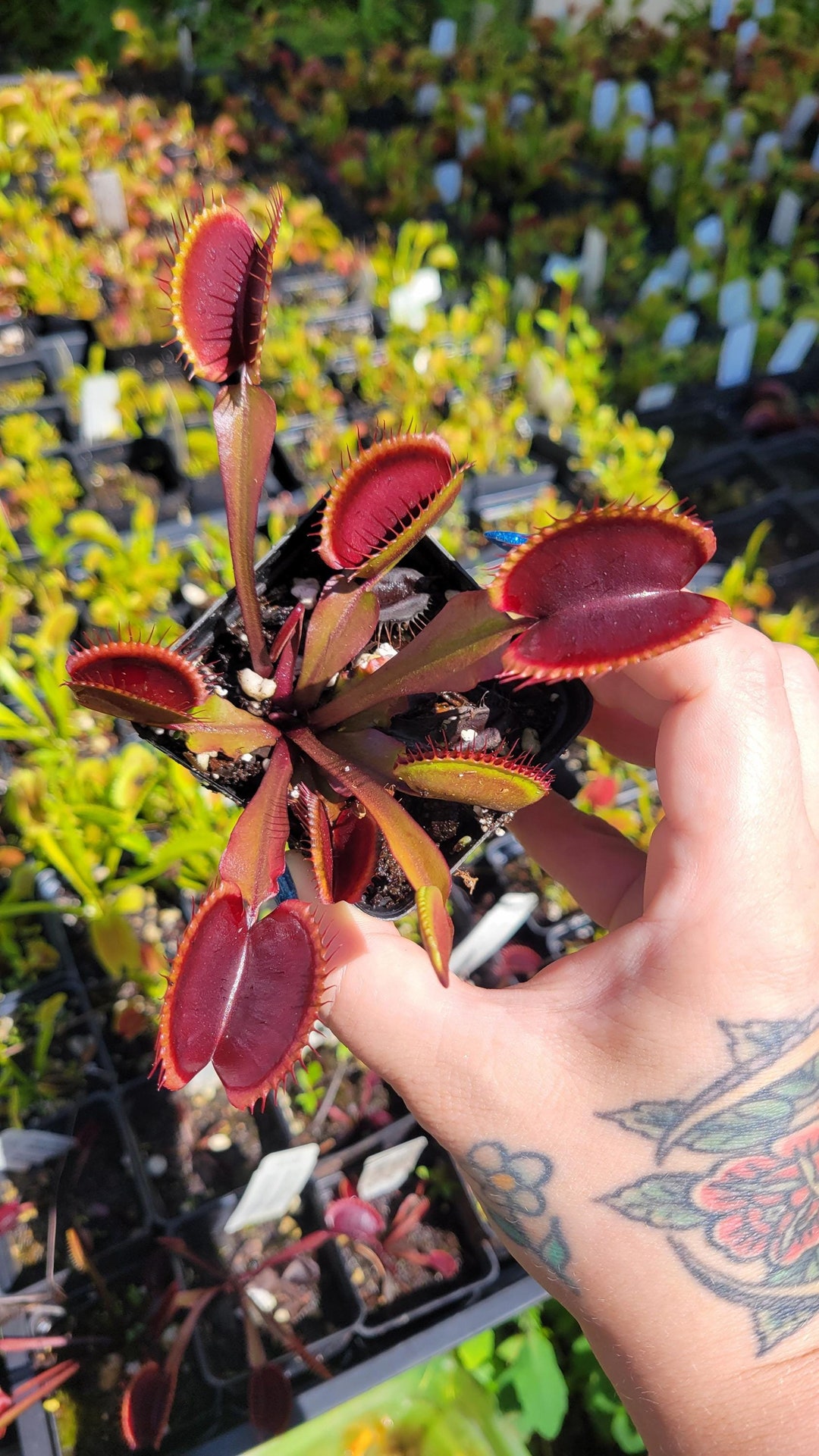 リュウキ Venus Flytrap Akai Ryu – Red Dragon Venus Flytrap – Live