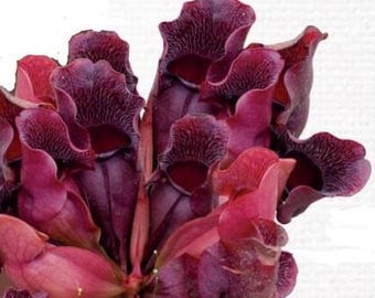 May include: Close-up of a group of vibrant red and purple pitcher plants. The plants have a unique, trumpet-shaped structure with intricate patterns.