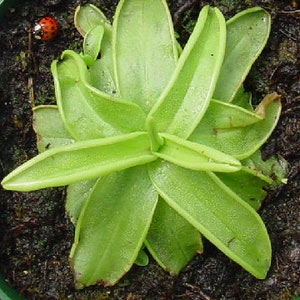 May include: A top-down view of a vibrant green butterwort plant with long, pointed leaves. A small red ladybug with black spots rests on the soil near the plant. The plant is in a dark green pot.