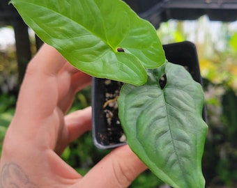 Syngonium steyermarkii
