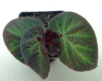 Begonia ‘Manaus’