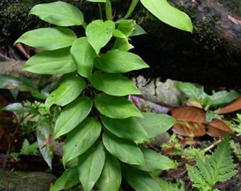 Philodendron pteromischum sp. Costa Rica (Mini Aroid Vine)