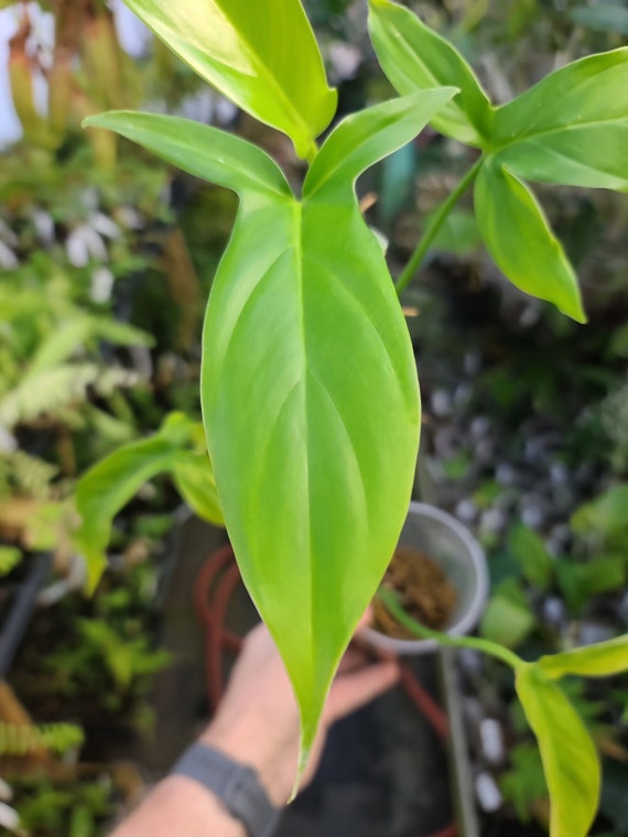 philodendron giganteum kaufen PHILODENDRON GIGANTEUM – Knippel Garden Centre main image 1