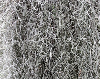 Tillandsia usneoides 'Guatemalan' - Spanish Moss