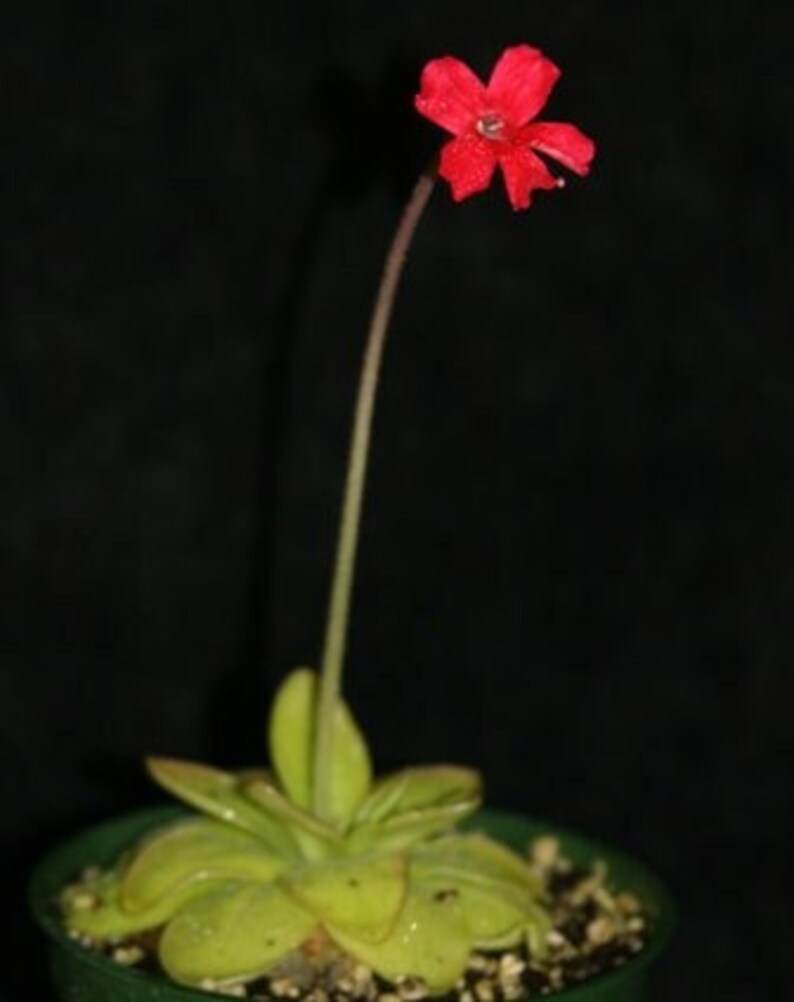 Pinguicula laueana 'Sierra Mixe' image 1