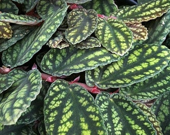 Pellionia pulchra (Watermelon Vine)