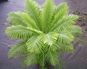 Blechnum gibbum "Silver Lady" (Tree Fern)