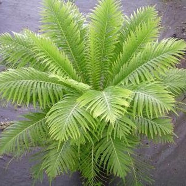 Blechnum gibbum "Silver Lady" (Tree Fern)