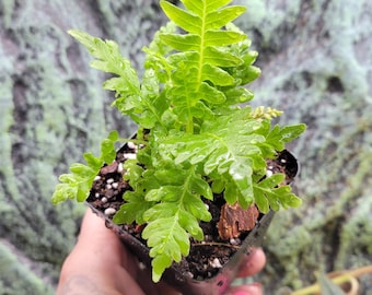 Blechnum gibbum &quot;Silver Lady&quot; (Tree Fern)