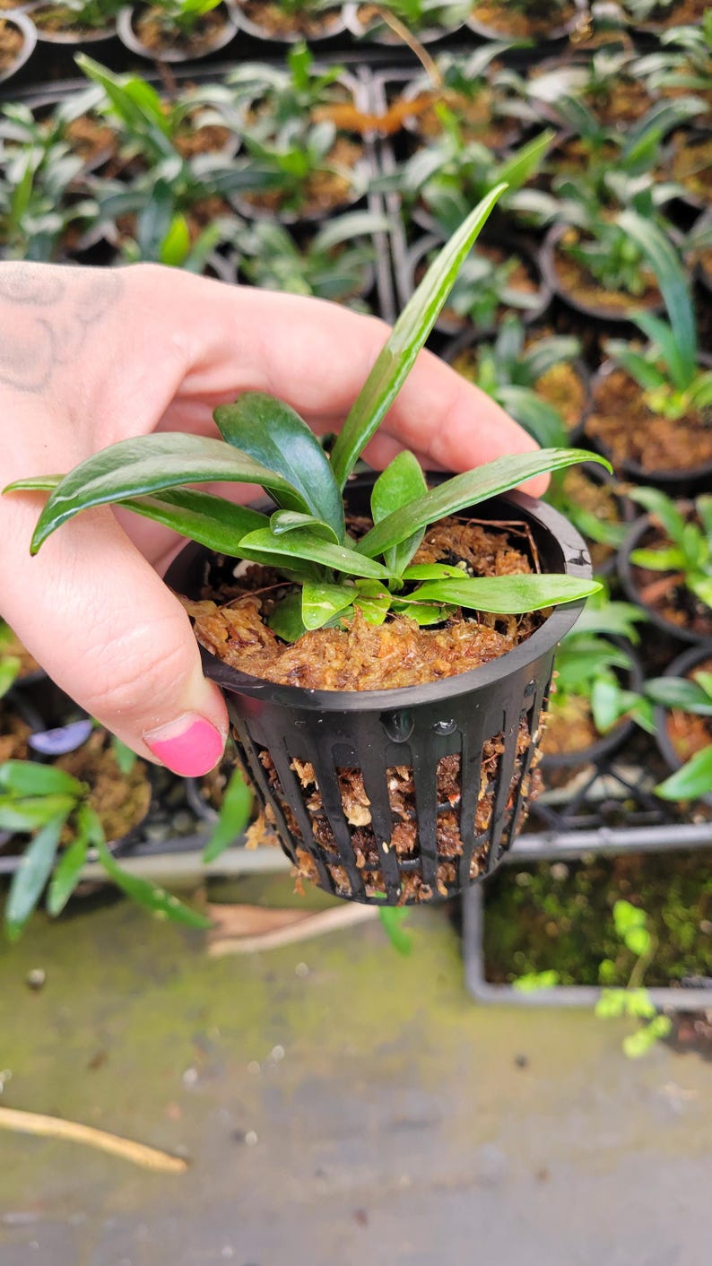 PlantHut Microsorum thailandicum - Thumbnail 2