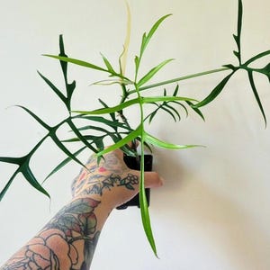 May include: A green houseplant with long, thin leaves in a black pot. The plant is being held by a person with a tattooed arm.