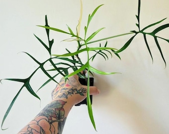 Philodendron polypodioides cutting