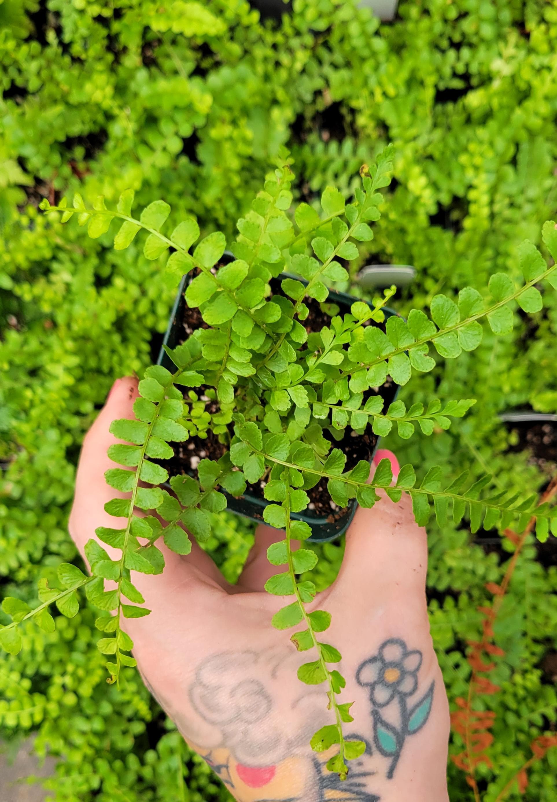 Fern - Nephrolepis cordifolia 'duffii' (Lemon Button Fern)