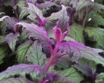 Gynura aurantiaca - Purple Passion