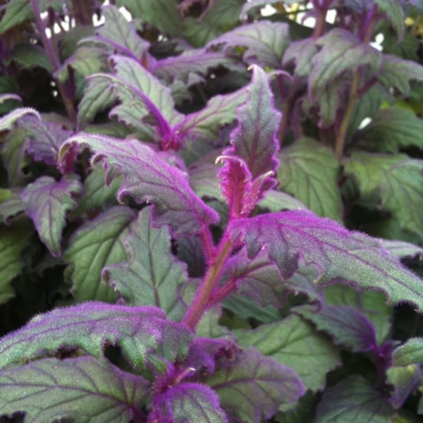 Gynura aurantiaca - Purple Passion