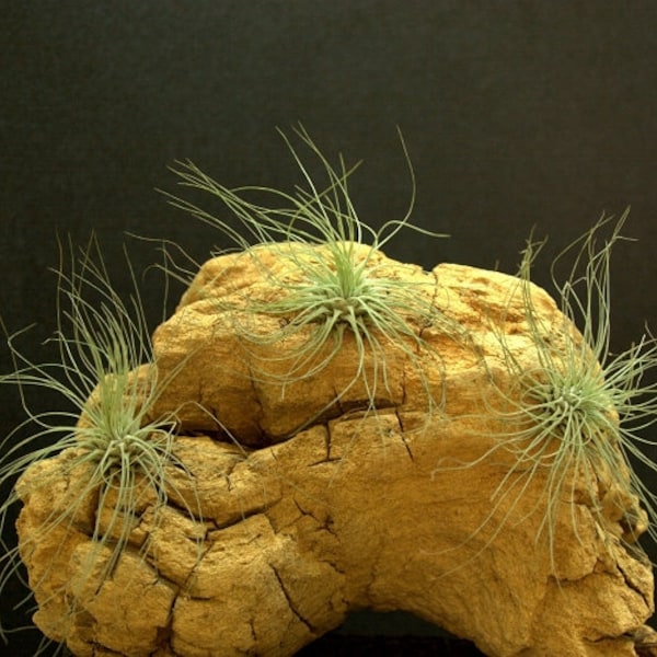 Tillandsia argentea - 2"