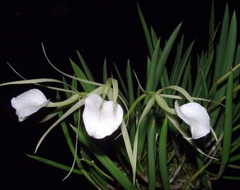 Brassavola nodosa