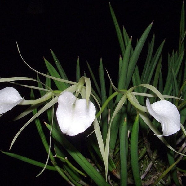 Brassavola nodosa