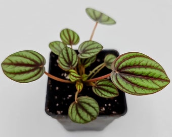 Peperomia 'Piccolo Banda'